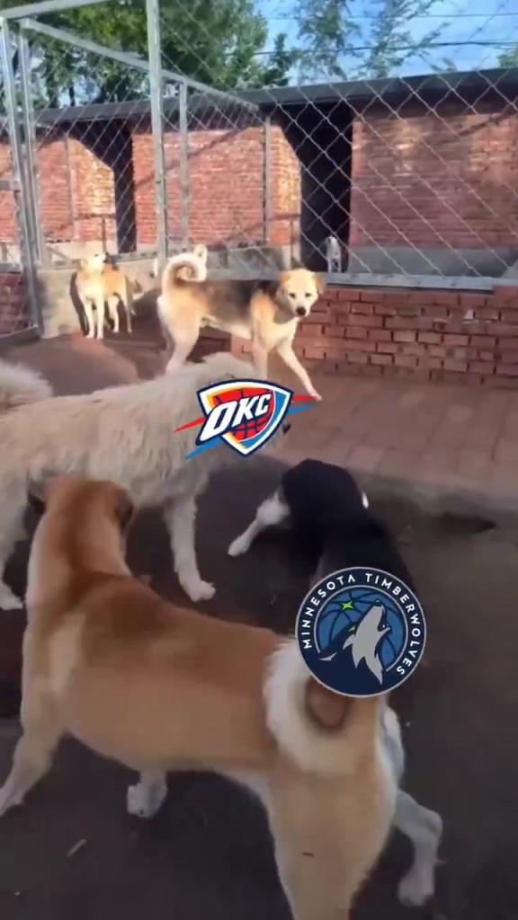 太有活了！美媒惡搞：狗王雷霆嚇退掘金灰熊，把森林狼按地上